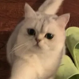 Xiiiing 的猫咪头像