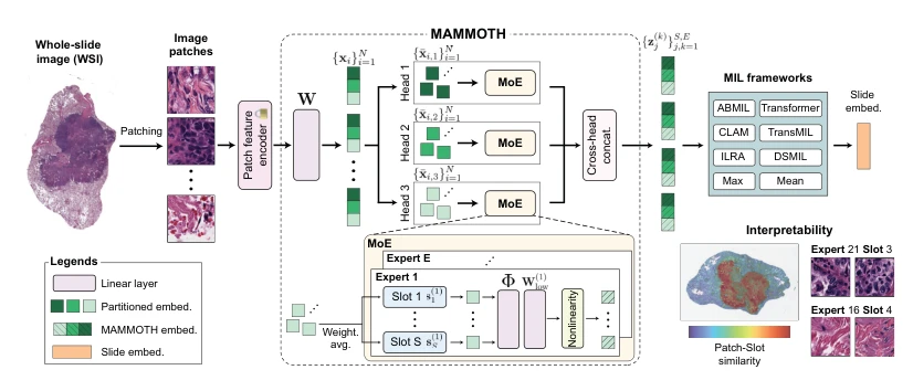 MAMMOTH:方法相关图示